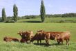 young cattle group