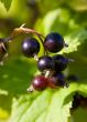 Branch of a black currant