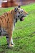 Tiger Yawn