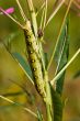 The big green caterpillar