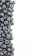 Fresh Blueberries Border