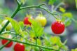 Cherry tomatoes