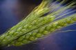 Ears of green wheat