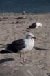 Seagull Portrait