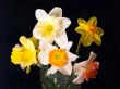 Bouquet narcissus on black background