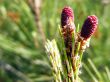 Small pine cones