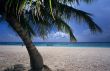 Palm tree - Saona island beach - Dominican republic