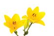 yellow liles