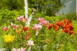 view of garden at sunny day