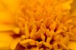 yellow beautiful flower