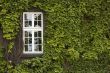 Window with ivy