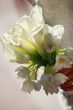 Wedding bouquet