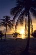 Sunset on palm trees at Bayahibe beach