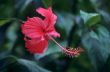 Red hibiscus flower and foliage -Dominican republic