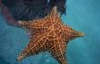 Starfish from caribbean sea  in Dominican republic