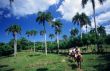 Horse riding in palm trees landscape - Dominican republic