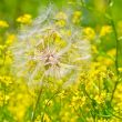 Dandelion