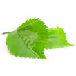 green wet leaves