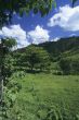 Green meadow in Dominican republic