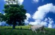 Cow in green field at Dominican republic