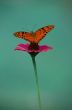 A delicate butterfly over a flower Dominican republic