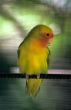 Yellow parakeet - Dominican republic