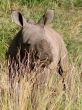 Small rhinoceros