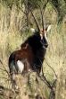 Male antelope