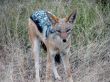 African fox