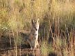 African fox