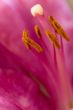 pink lily flower