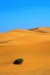 sand dunes and a lonely tuft of grass