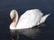 Mute Swan cleaning