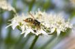 hoverfly on a flower