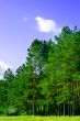 pine forest and blue sky