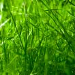 green grass