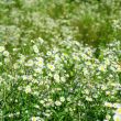 beautiful chamomiles