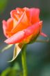 rose in the garden