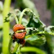 larva of potato beetle