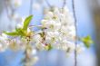 Blossom
