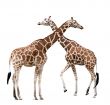 Two giraffes