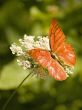 orange albatross resting on queen anne`s lace