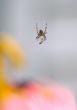 garden spider wrapping prey in web