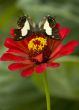 common nawab butterfly