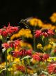 hummingbird in flight