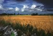 wheat field in rural ireland