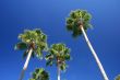 Palm Trees