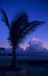 Dusk of sunset on palm tree at Bayahibe beach