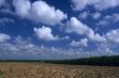 Sugar cane plantation in Dominican republic