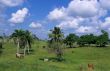 Cows in green field at Dominican republic